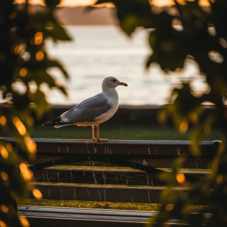 A solitary seagull rests on a wooden bench, its silhouette softened by the warm glow of sunset filtering through vibrant autumn leaves creating a picturesque natural scene.の素材