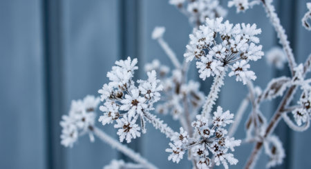 Close-up of a plant's seed heads covered in delicate frost crystals, set against a soft, textured blue backdrop.の素材