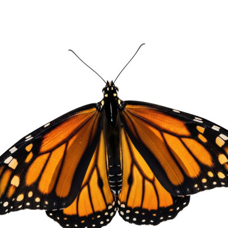A stunning close-up of a monarch butterfly's intricate orange and black wings, showcasing the delicate patterns and textures. Isolated on a clean background, this image highlights natural beauty.の素材