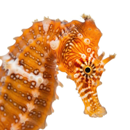 An extreme close-up reveals the mesmerizing texture and unique facial features of a brightly colored seahorse. This underwater creature displays stunning natural beauty and intricate biological design for nature photography enthusiasts.の素材
