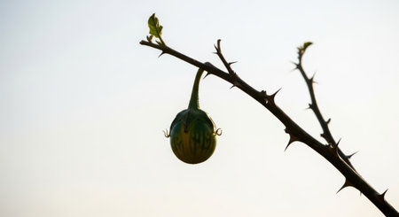 A single green fruit hangs from a thorny branch against a clear sky. The fruit appears to be round and smooth, contrasting with the sharp thorns of the branch. The image captures a moment of natural beauty and simplicity.の素材