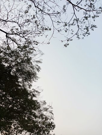 This image captures a serene scene of tree branches silhouetted against a pale blue sky. The intricate network of branches and sparse leaves creates a delicate pattern, evoking a sense of tranquility and natural beauty. The contrast between the dark branches and the light sky emphasizes the beauty of nature's simplicity.の写真素材