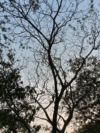 This image captures the silhouette of a tall, lean tree against a clear sky. The tree's branches...