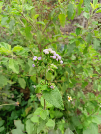 A delicate wildflower with small purple blooms stands tall amidst lush green foliage in a natural...