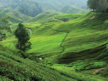 tea farmの写真素材