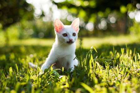 Cat hunterの写真素材