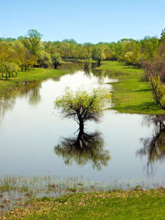 Lonely tree on the middle of the gulf の写真素材