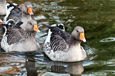 A flock of geese floating on the water, first - leaderの写真素材