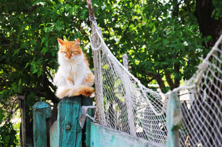 Cat sits on the fence near a fishing netの写真素材