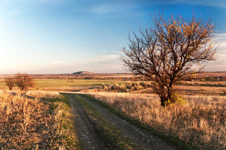 Lone bare tree near the road at the sunset. Autumnの写真素材