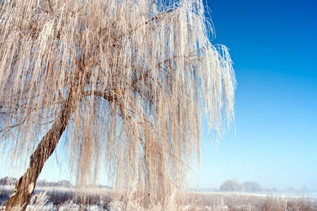 High lush willow covered with a hoarfrost の写真素材