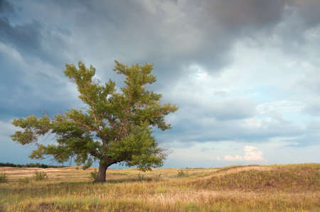 The big old tree alone grows in steppeの写真素材