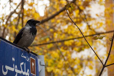 A crow watching people from a street name sign on a fall day in Tehran.の写真素材