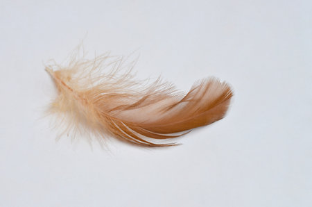 rooster feathers isolated at white background, selective focusの写真素材