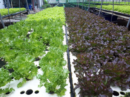Bright color of hydroponics salad vegetableの写真素材