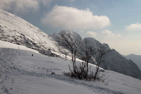 young trees in the snowの写真素材