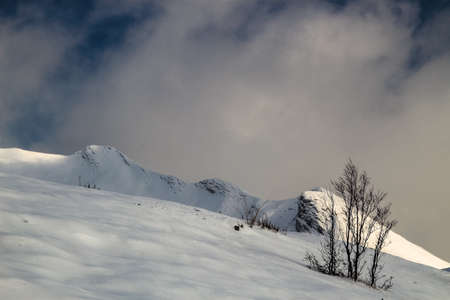 treesの写真素材