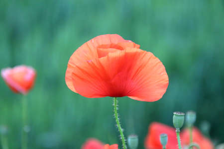 poppy in the greenの写真素材