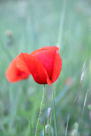 red poppies in the grassの写真素材