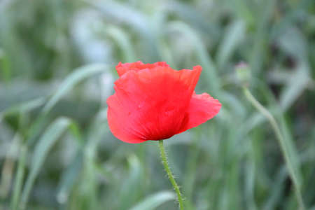 red poppy in the fieldの写真素材