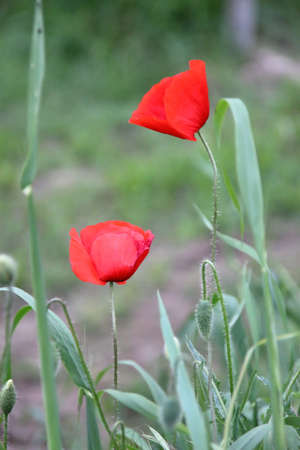 poppies in the fieldの写真素材
