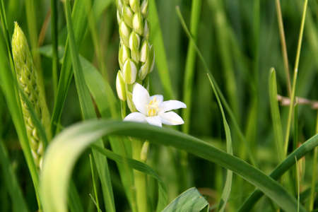 just a flower among the grassの写真素材
