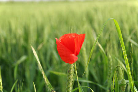 poppy growing up in the weath fieldの写真素材