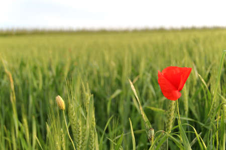 Poppy in the weath fieldの写真素材