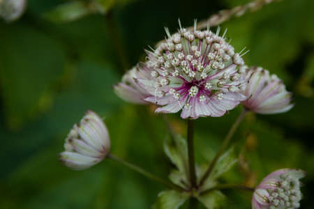 wild flower white and purple in the meadowの写真素材