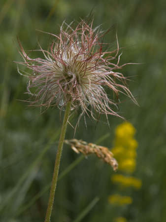 strange wild flowerの写真素材
