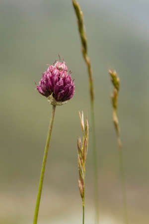 Purple flowerの写真素材