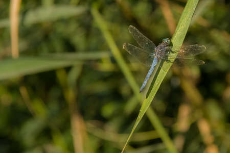 blue dragonfly in the meadowの写真素材