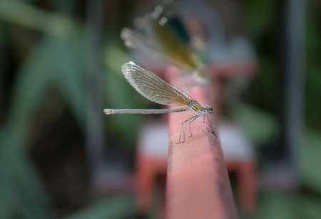 dragonfly on the red stickの写真素材