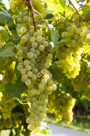 bunch of grapes ready for harvestの写真素材