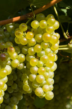 bunch of grapes ready for harvestの写真素材