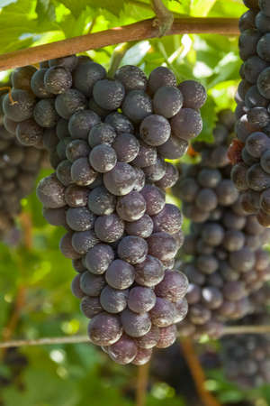 bunch of grapes ready for harvestの写真素材