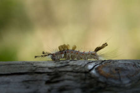 butterfly caterpillar walking in the meadow in August afternoonの写真素材