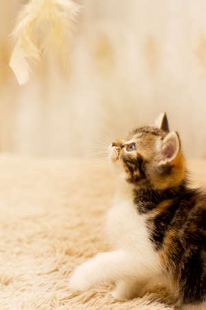 Kittenの写真素材