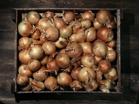 Onions in wooden box. Low keyの写真素材