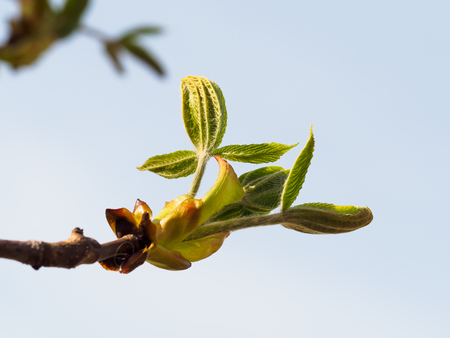 Young leaves of chestnutの写真素材