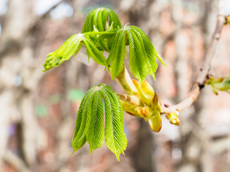 Young leaves of chestnutの写真素材