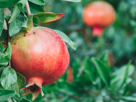 Close up view of ripe colorful pomegranate fruit on pomegranate tree. Organic pomegranate on branch. Foliage and red pomegranate on background. Copy space for text. Shallow DOF.の写真素材