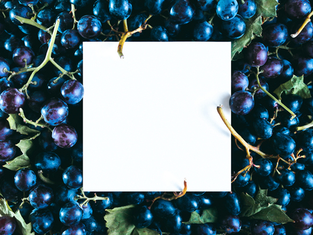 Creative layout made of black fresh grape with white paper card. Grape pattern or vine background with copy space for text. Food, wine, harvesting and vineyard concept. Top view or flat layの写真素材
