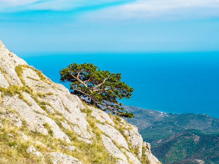 Lonely pine on the rock with blue sky on the backgroundの写真素材