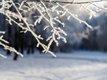 Branch of the tree in hoarfrost