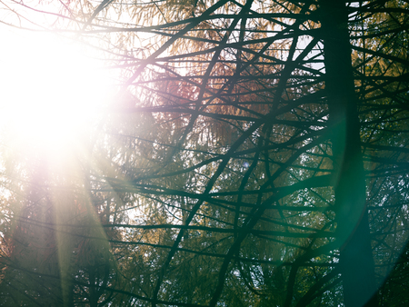 Sun flares during bare branches of trees. Forest with sunflares. Huggie, travel, holiday concept. Copy space for textの写真素材
