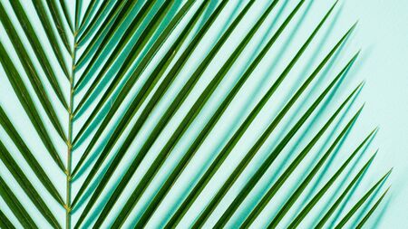 Palm leaves on pastel blue background, copy spaceの写真素材