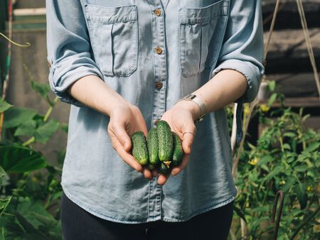 Fresh cucumbers in female hands. Unrecognizable young hipster woman in denim shirt hold organic cucumbers in her hands in vegetable garden. Natural daylight. Hands hold heap of cucumbers outdoors.の写真素材