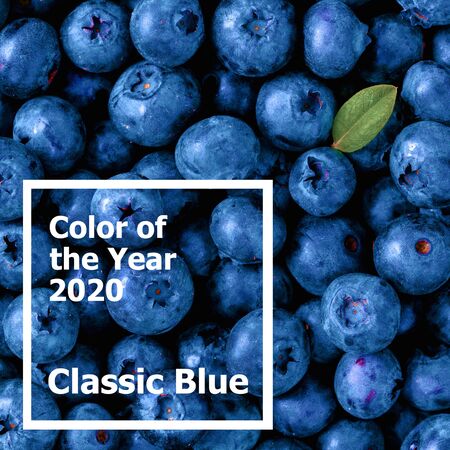 Beautiful blueberries background in color of the year 2020 Classic Blue. Blueberries with green...