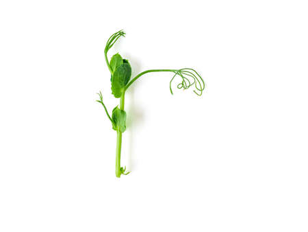 Micro greens - sprouts peas isolated on white background. Top view or flat lay.の写真素材
